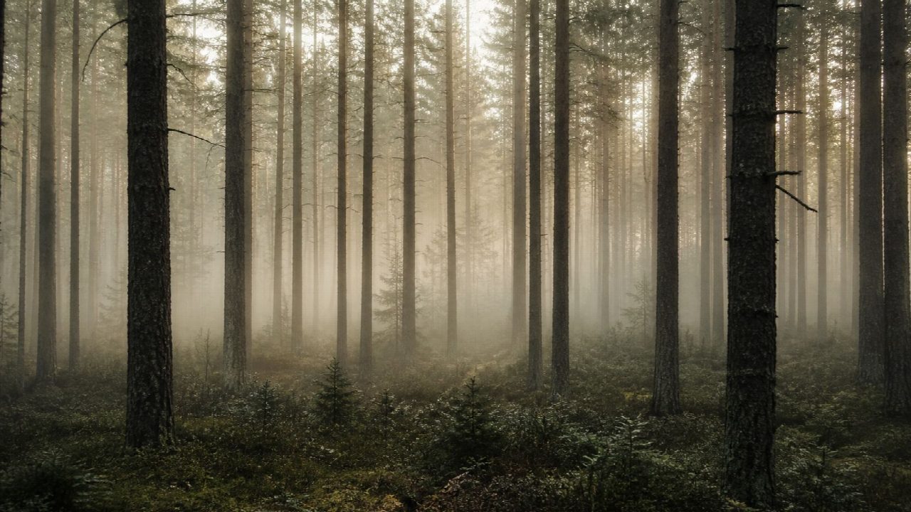 Bosque de pinos con niebla matinal y luz tamizada entre los árboles